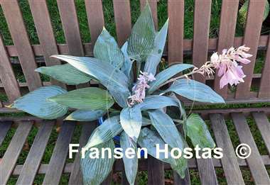 Hosta Scheherazade